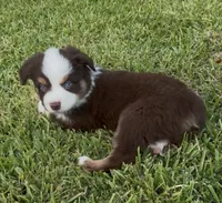 Sirius - blue eyes (yellow collar), a male Miniature Australian Shepherd for sale in Brooksville, FL – 4 of 10
