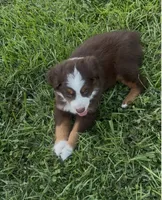 Chunk - Red Tri Male, a male Miniature Australian Shepherd for sale in Brooksville, FL – 5 of 10