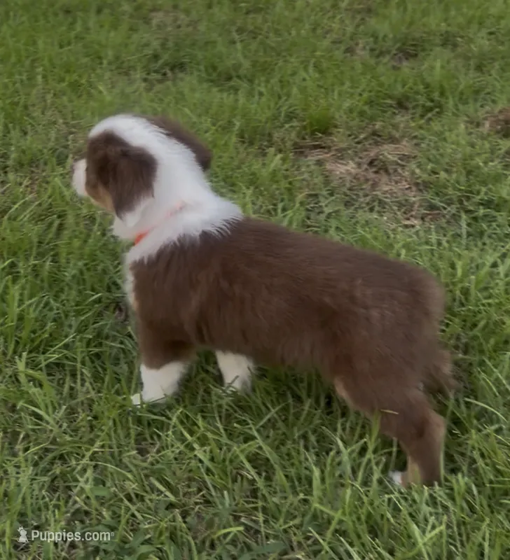 Cosmo - orange collar – Miniature Australian Shepherd puppy for sale in Brooksville, FL