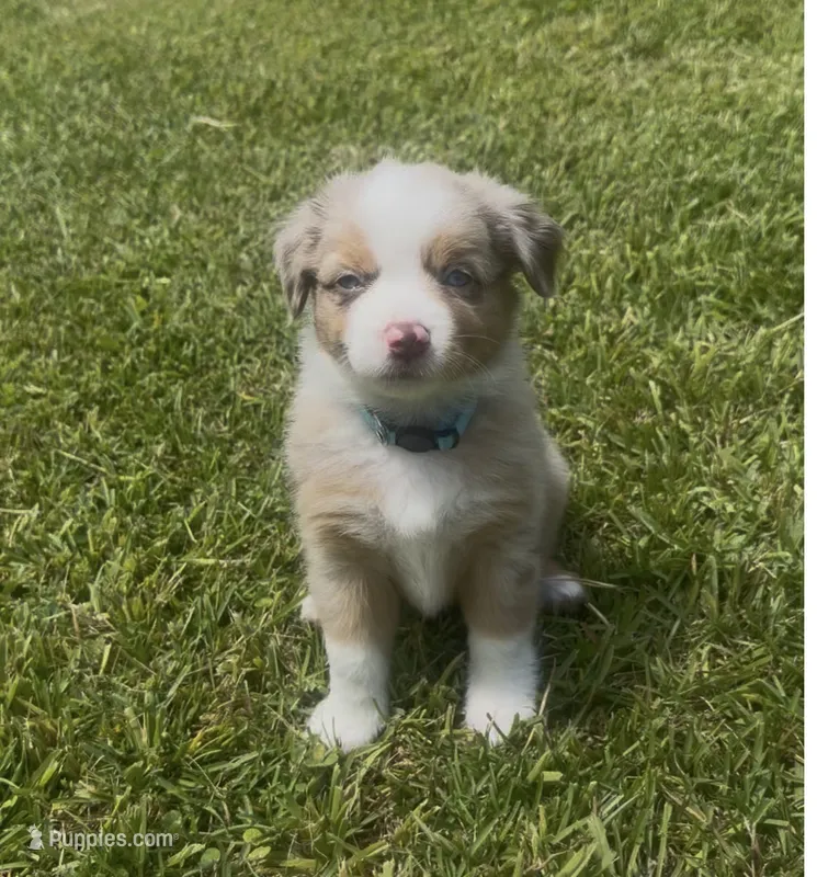 Skye - Blue Eyes (sky blue collar) – Miniature Australian Shepherd puppy for sale in Brooksville, FL