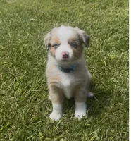 Skye - Blue Eyes (sky blue collar), a female Miniature Australian Shepherd for sale in Brooksville, FL – 5 of 9