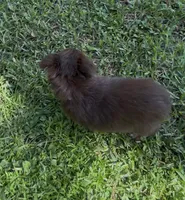 Stardust (teal collar), a female Miniature Australian Shepherd for sale in Brooksville, FL – 2 of 10