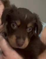 Aurora - One Blue Eye  (Lime Green Collar), a female Miniature Australian Shepherd for sale in Brooksville, FL – 5 of 10
