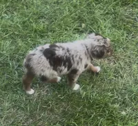 Orion (light tan collar), a male Miniature Australian Shepherd for sale in Brooksville, FL – 2 of 7