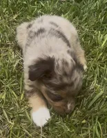 Nebula - Blue-eyed (purple collar), a female Miniature Australian Shepherd for sale in Brooksville, FL – 3 of 8