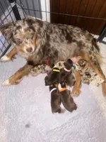 Stardust (teal collar), a female Miniature Australian Shepherd for sale in Brooksville, FL – 10 of 10
