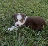 Leo (blue collar), a male Miniature Australian Shepherd for sale in Brooksville, FL – 6 of 10