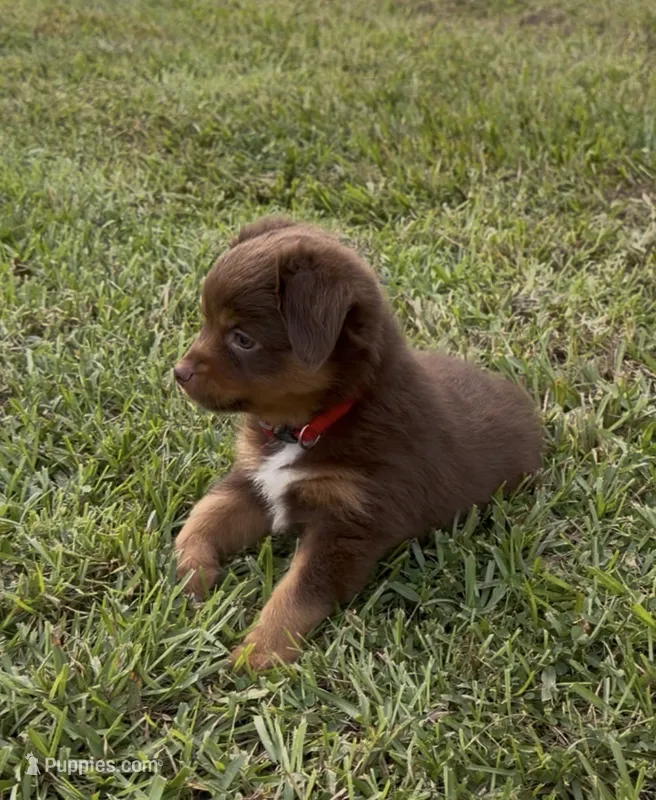 Nova (red collar) – Miniature Australian Shepherd puppy for sale in Brooksville, FL