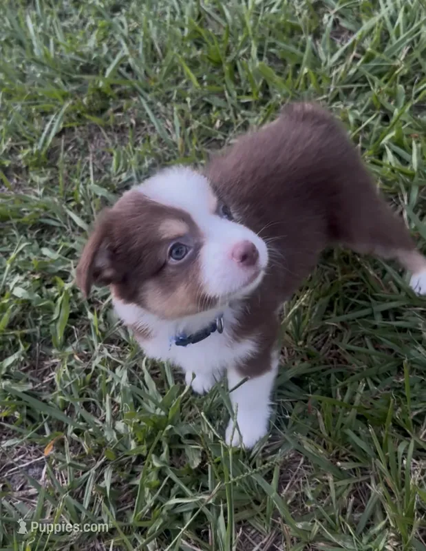 Leo (blue collar) – Miniature Australian Shepherd puppy for sale in Brooksville, FL
