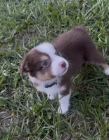 Leo (blue collar), a male Miniature Australian Shepherd for sale in Brooksville, FL – 1 of 10