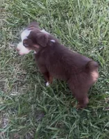 Chunk - Red Tri Male, a male Miniature Australian Shepherd for sale in Brooksville, FL – 6 of 10