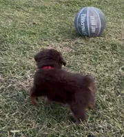 Nova (red collar), a female Miniature Australian Shepherd for sale in Brooksville, FL – 6 of 9