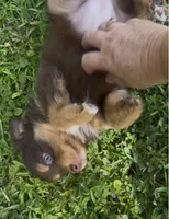 Stardust (teal collar), a female Miniature Australian Shepherd for sale in Brooksville, FL – 7 of 10