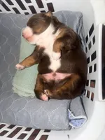 Chunk - Red Tri Male, a male Miniature Australian Shepherd for sale in Brooksville, FL – 8 of 10