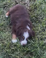 Chunk - Red Tri Male, a male Miniature Australian Shepherd for sale in Brooksville, FL – 3 of 10
