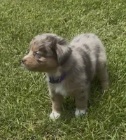 Nebula - Blue-eyed (purple collar), a female Miniature Australian Shepherd for sale in Brooksville, FL – 5 of 8