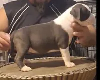Abkc pocket female , a female American Bully for sale in Gainesville, FL – 1 of 3