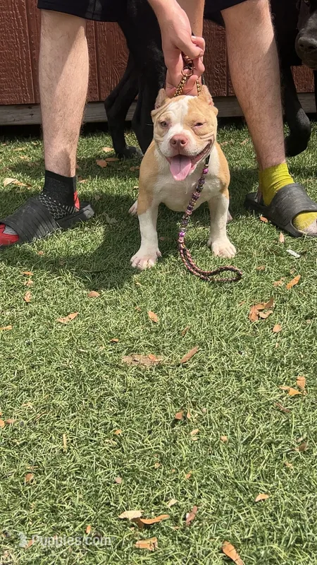 FTK’s No Mercy – American Bully puppy for sale in Gainesville, FL