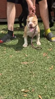 FTK’s No Mercy, a female American Bully for sale in Gainesville, FL – 1 of 6