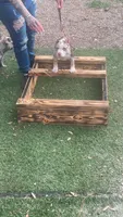 Abkc Pocket American Bully, a female American Bully for sale in Gainesville, FL – 3 of 6