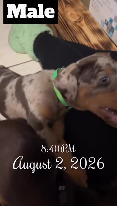 Red Shed, a male Doberman Pinscher for sale in Gainesville, FL – 3 of 3