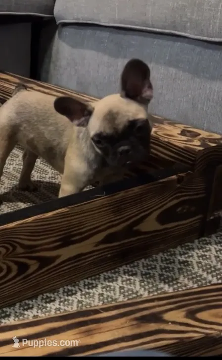 Female 2 – French Bulldog puppy for sale in Gainesville, FL