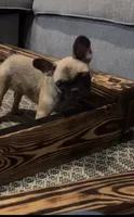 Female 2, a female French Bulldog for sale in Gainesville, FL – 1 of 5
