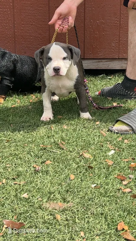 FTK’s Alcatraz  – American Bully puppy for sale in Gainesville, FL