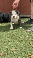 FTK’s Alcatraz , a female American Bully for sale in Gainesville, FL – 1 of 8