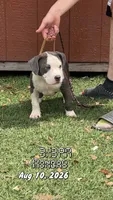 FTK’s Alcatraz , a female American Bully for sale in Gainesville, FL – 4 of 8