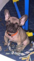 Akc French Bulldogs , a female French Bulldog for sale in Gainesville, FL – 2 of 6