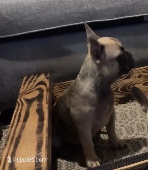 Tiny  – French Bulldog puppy for sale in Gainesville, FL
