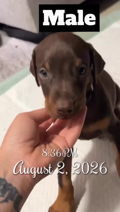 Lucky , a male Doberman Pinscher for sale in Gainesville, FL – 2 of 2