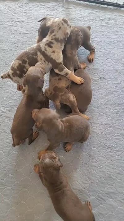 Abkc Dobermans , a female Doberman Pinscher for sale in Gainesville, FL – 7 of 7