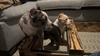 Abkc micro American Bully, a female American Bully for sale in Gainesville, FL – 2 of 6