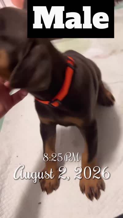 Chico, a male Doberman Pinscher for sale in Gainesville, FL – 2 of 2