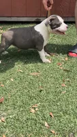 FTK’s Alcatraz , a female American Bully for sale in Gainesville, FL – 2 of 8