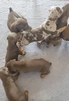 Abkc Dobermans , a female Doberman Pinscher for sale in Gainesville, FL – 5 of 7
