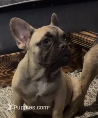 Male – French Bulldog puppy for sale in Gainesville, FL