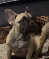 Male, a male French Bulldog for sale in Gainesville, FL – 1 of 5