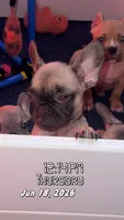 Akc French Bulldogs , a female French Bulldog for sale in Gainesville, FL – 3 of 6