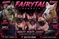 Akc French Bulldogs , a female French Bulldog for sale in Gainesville, FL – 6 of 6