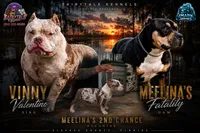Abkc Pocket American Bully, a female American Bully for sale in Gainesville, FL – 6 of 6