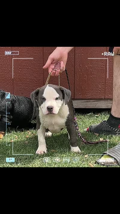 FTK’s Alcatraz , a female American Bully for sale in Gainesville, FL – 8 of 8