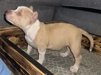 Abkc micro American Bully, a female American Bully for sale in Gainesville, FL – 3 of 6