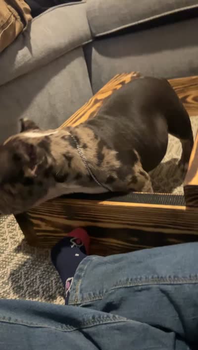 Abkc micro American bully male, a male American Bully for sale in Gainesville, FL – 4 of 4