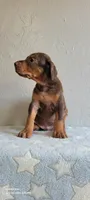 Abkc Dobermans , a female Doberman Pinscher for sale in Gainesville, FL – 1 of 7