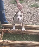 Abkc Pocket American Bully, a female American Bully for sale in Gainesville, FL – 2 of 6