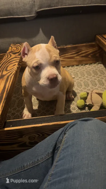 Abkc micro American Bully – American Bully puppy for sale in Gainesville, FL