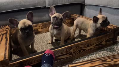 Akc French Bulldogs , a female French Bulldog for sale in Gainesville, FL – 4 of 6